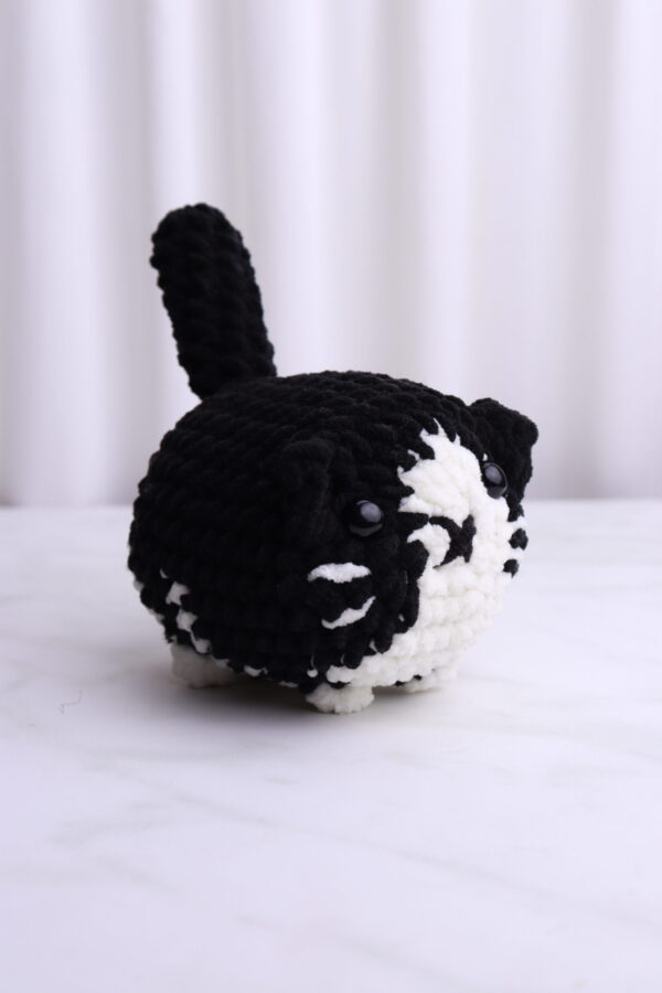 Gato Blanco y Negro