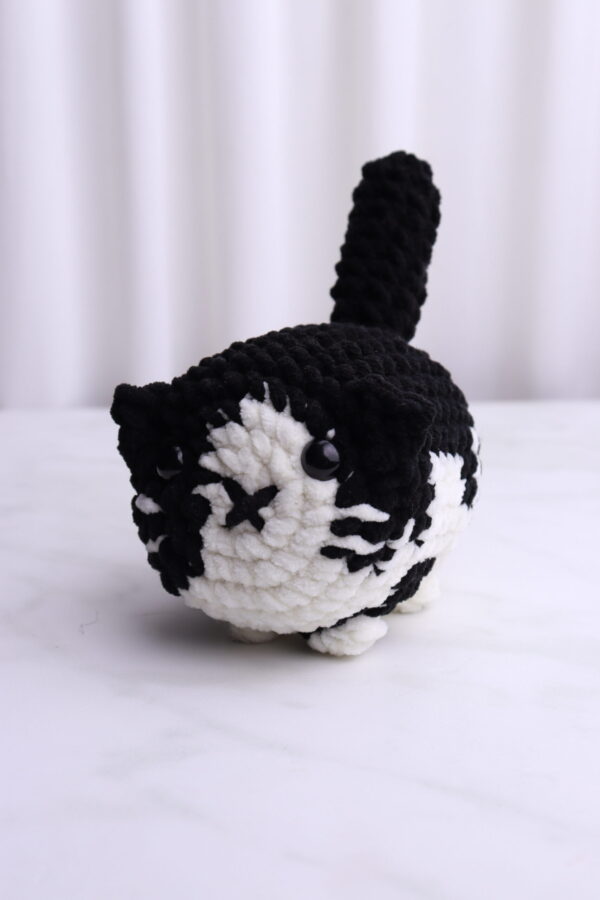 Gato Blanco y Negro
